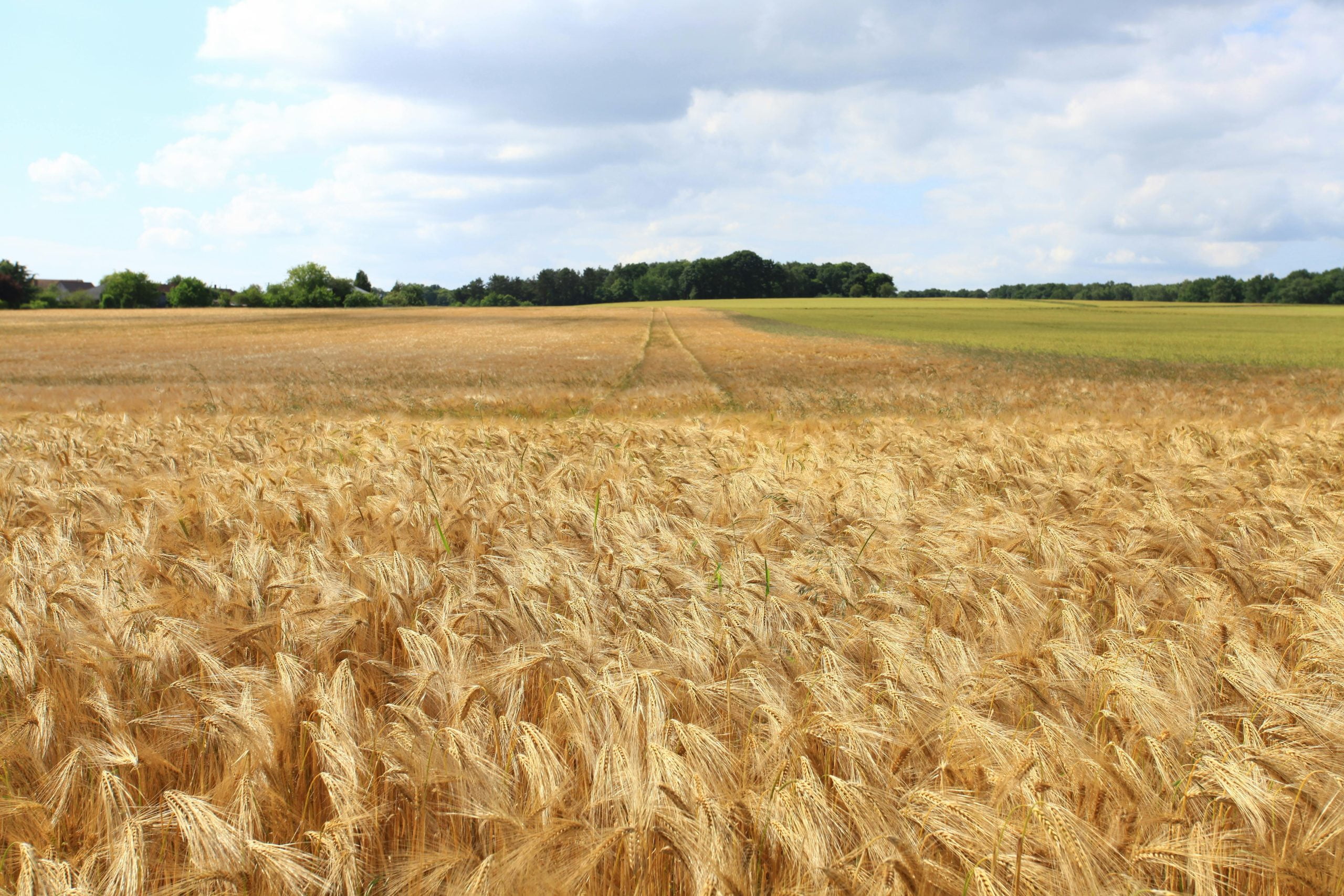 Vast field of golden wheat with blue skies